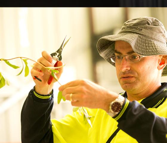 Decorative image - a person working in a plant nursery